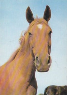 AK 214999 HORSE / PFERD / CHEVAL .. - Caballos