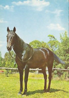 AK 215002 HORSE / PFERD / CHEVAL .. - Caballos