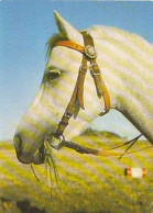 AK 215006 HORSE / PFERD / CHEVAL .. - Pferde