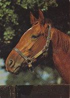 AK 215015 HORSE / PFERD / CHEVAL .. - Horses