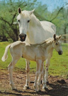 AK 215018 HORSE / PFERD / CHEVAL .. - Horses