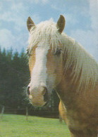 AK 215024 HORSE / PFERD / CHEVAL .. - Pferde