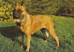 AK 215030 DOG / HUND ... - Boxer - Hunde