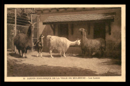 68 - MULHOUSE - JARDIN ZOOLOGIQUE - LES LAMAS - Mulhouse