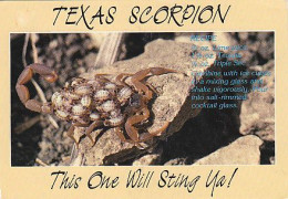 AK 215043 TEXAS SCORPION - Insects