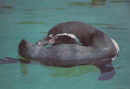 Bird - Oiseau - Vogel - Uccello - Pássaro - Pájaro - Humboldt Penguin - Pájaros