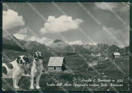 Aosta Piccolo San Bernardo Confine Cane PIEGHINE Foto FG Cartolina KB1766 - Aosta