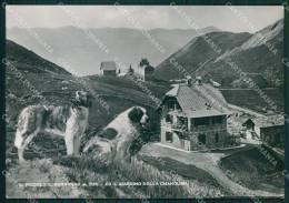 Aosta Piccolo San Bernardo Cani Foto FG Cartolina KB1551 - Aosta