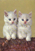 AK 215090 CAT / KATZE ... - Chats