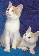 AK 215095 CAT / KATZE ... - Chats