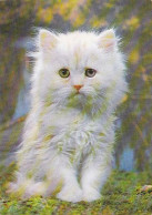 AK 215128 CAT / KATZE ... - Gatos