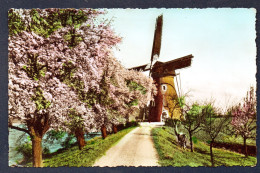 Beeds ( West Betuwe). Stenen Grondmolen (1826). Moulin à Vent. 1955 - Sonstige & Ohne Zuordnung