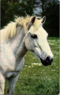 26-4-2024 (3 Z 6) UK (posted To Sénégal 1964 Under-paid And TAXED) - Horse / Cheval - Chevaux