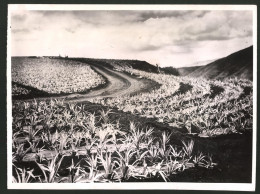 Fotografie Ansicht Hawaii, Felder Mit Ananaspflanzen  - Beroepen