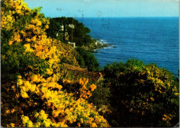 26-4-2024 (3 Z 8)  France - Posted 1971 - Mimosa - Flowers