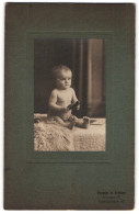 Fotografie Hermann Krätzer, Dresden-A, Portrait Niedliches Baby Mit Puppe Auf Fell Sitzend  - Anonymous Persons