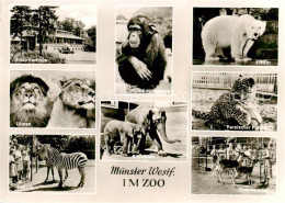 73857781 Muenster  Westfalen Raubtierhaus Loewen Zebras Schimpanse Elefanten Eis - Muenster