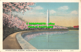 R511480 Japanese Cherry Blossoms. Riverside Drive. Potomac River. Washington. D. - Mondo