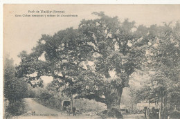 80 // Foret De VAILLY  Gros Chene Mesurant 7 Mètres De Circonférence / ARBRES - Altri & Non Classificati