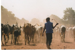 CPM   MALI        DES LE PLUS JEUNE AGE L ENFANT EST BERGER - Malí