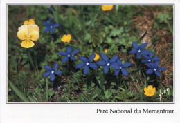 CPM - P - PARC NATIONAL DU  MERCANTOUR - GENTIANE PRINTANIERE - Fleurs