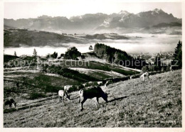 13712632 Gaebris Am Weg Zum Ort Viehweide Kuehe Gais Mit Saentiskette Appenzelle - Autres & Non Classés