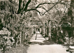 13712598 Brissago TI Isole Di Brissago Parco Botanico Del Cantone Ticino Brissag - Autres & Non Classés