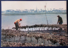 CPM CARTE POSTALE  PARCS A HUITRES DE MARENNES    ( CHARENTE MARITIME    - 17  ) - Fischerei