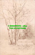 R516378 Birch Grove. Postcard. 1905 - Welt