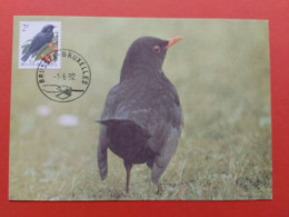 Carte Maximum Avec Affranchissement Oiseaux De Buzin Merle Noir 1.6.1992 - 1985-.. Birds (Buzin)