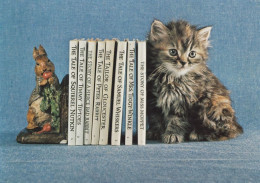 Kittens Cats Guarding Beatrix Potter Book Collection Postcard - Katzen