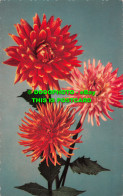 R517181 Red Flowers. Kruger. Postcard - Monde