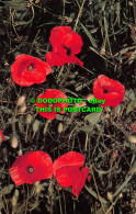 R517182 British Wild Flowers. Wild Poppy. J. Salmon - Monde