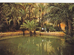 AK 215214 MAROC - Tinghir - The Sacred Fish Spring - Andere & Zonder Classificatie