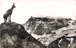 FRANCE - Chamois Dans L'Alpe - Vue Générale - Montages - Carte Postale Ancienne - Other & Unclassified