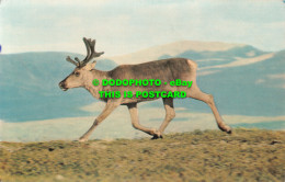 R517971 Reindeer. J. Salmon. Cameracolour - World