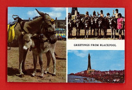 E-Royaume-Uni-47P BLACKPOOL, Enfants Sur Des ânes, Vue Générale, âne Et ânon, BE - Blackpool