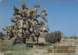 AK 215277 USA - California - El Deserto - Altri & Non Classificati