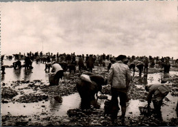 N°1084 W -cpsm L'ostréiculture -la Pêche De L'huître Sur Les Bancs Naturels- - Visvangst