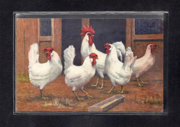 (26/04/24) THEME ANIMAUX-CPA POULES - COQ - Pájaros