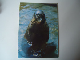 GREECE   POSTCARDS ΦΩΚΙΑ  MONACHUS MONACHUS   FOR MORE PURCHASES 10% DISCOUNT - Pescados Y Crustáceos