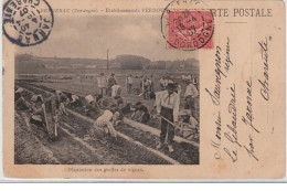 BERGERAC : établissement PERDOUX - Plantation Des Greffes De Vignes - Bon état ( Coins Légèrement Arrondis ) - Autres & Non Classés