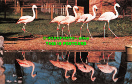 R518276 Chilean Flamingoes. Archway Publicity. Postcard - Wereld