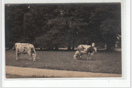 ROUEN - CARTE PHOTO - La Traite Des Vaches - Cliché A. Chambry à ROUEN - Très Bon état - Rouen