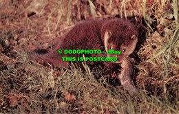 R518505 Otter Cub. Animal. Salmon - Wereld