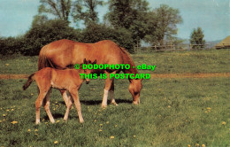 R518534 Horses. Salmon - Mondo