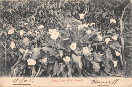 CPA / AFRIQUE DU SUD / ARUM LILIES / WILD FLOWERS - Afrique Du Sud