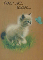 GATTO KITTY Animale Vintage Cartolina CPSM #PAM118.A - Katten
