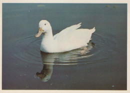 OISEAU Animaux Vintage Carte Postale CPSM #PBR487.A - Birds