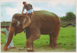 ELEFANTE Animales Vintage Tarjeta Postal CPSM #PBS746.A - Éléphants